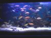 my cichlids.jpeg