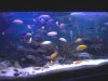 my cichlids. 2 jpeg.jpeg