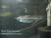 Black Arowana Medium.jpg Black Arowana Medium.jpg