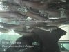 Silver Arowana.jpg Silver Arowana.jpg