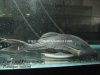 Blue Eyed Pleco Suttoni.jpg Blue Eyed Pleco Suttoni.jpg