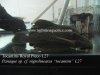 Royal Pleco L27 Tocantins.jpg Royal Pleco L27 Tocantins.jpg