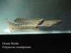 Ornate Bichir.jpg Ornate Bichir.jpg