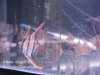 Altum Angelfish Medium.jpg Altum Angelfish Medium.jpg
