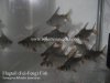 Flagtail Semaprochilodus taeniurus.jpg Flagtail Semaprochilodus taeniurus.jpg