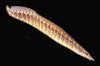 eel_zigzag_01b_medium.jpg