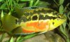 Fishtastic 008.JPG