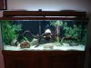 Fish tanks 036.jpg