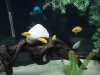 Fish tanks 042.jpg
