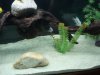Fish tanks 041.jpg