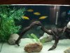 Fish tanks 037.jpg
