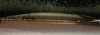 bichir_bichir1_341.JPG