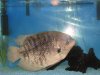 piggy's new house 009.jpg