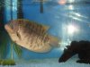piggy's new house 008.jpg