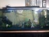 fishtank.jpg