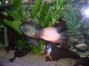 my fish 021.jpg