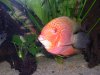 my fish 025.jpg