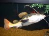 Big Red's poses 003.jpg