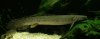 ornatipinnis2_144.JPG
