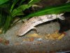 Polypterus Endlicheri.JPG