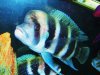 frontosa 031.JPG