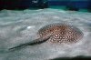 Larger Stingray 01.jpg