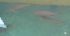IMG_5331 Three Arowana.JPG