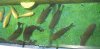 IMG_5353 Pacus and Cichlids.JPG