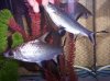 100_4328.JPG