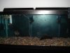 my fishes 001.JPG