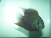 severum-1.jpg