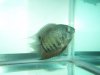severum-3.jpg