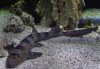 White-spotted-bamboo-shark-.jpg