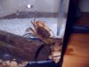 crab 001.jpg