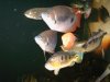 fish 007.jpg