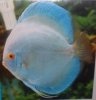 blue diamond discus.jpg