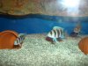 DSC00907.JPG