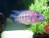 10-01-08fishtankandstuff131.jpg