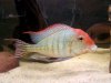 My FISH-0003.jpg