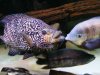 DSCF7545.JPG DSCF7545.JPG