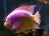 flowerhorn 9-27-08 006.JPG