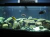 new fish pics 049.jpg