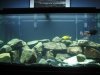 new fish pics 050.jpg
