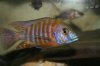 cichlids 105.jpg