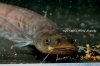 1103-silurus-2_sh01.jpg 1103-silurus-2_sh01.jpg