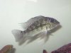 fish 013.jpg