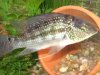 fish 014.jpg