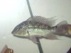 fish 018.jpg