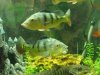 fish 002.JPG