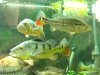 fish 006.JPG